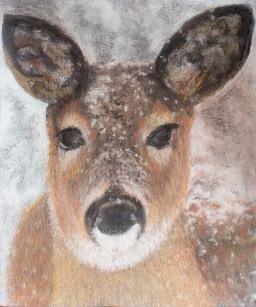Young Deer in Winter from Margo Starkey