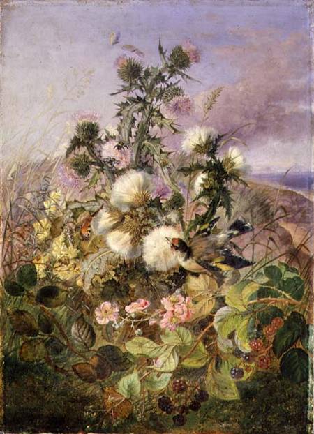 A Goldfinch and a Butterfly amongst Thistles and Blackberry Blossom from John Wainwright