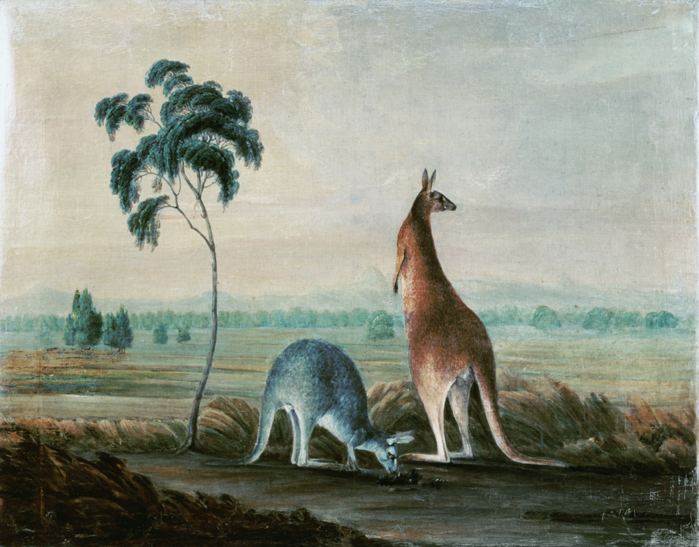 Kangaroos in a landscape from John William Lewin