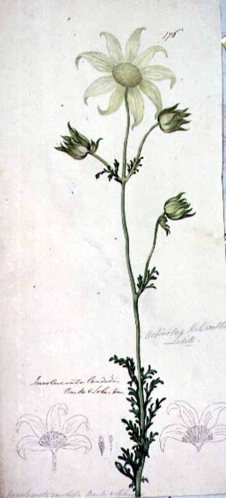 Flannel flower, actinotus helianthe labill from John William Lewin