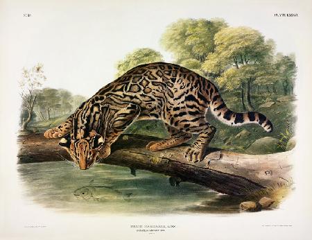 Felis Pardalis (Ocelot or Leopard-Cat), plate 86 from 'Quadrupeds of North America', engraved by Joh