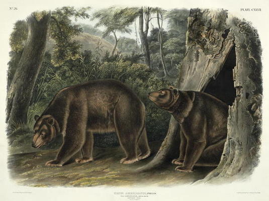 Ursus Americanus, var. Cinnamonum (Cinnamon Bear), plate 127 from 'Quadrupeds of North America', eng from John Woodhouse Audubon