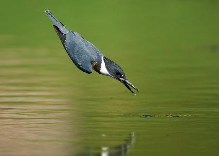 Belted Kingfisher in Action