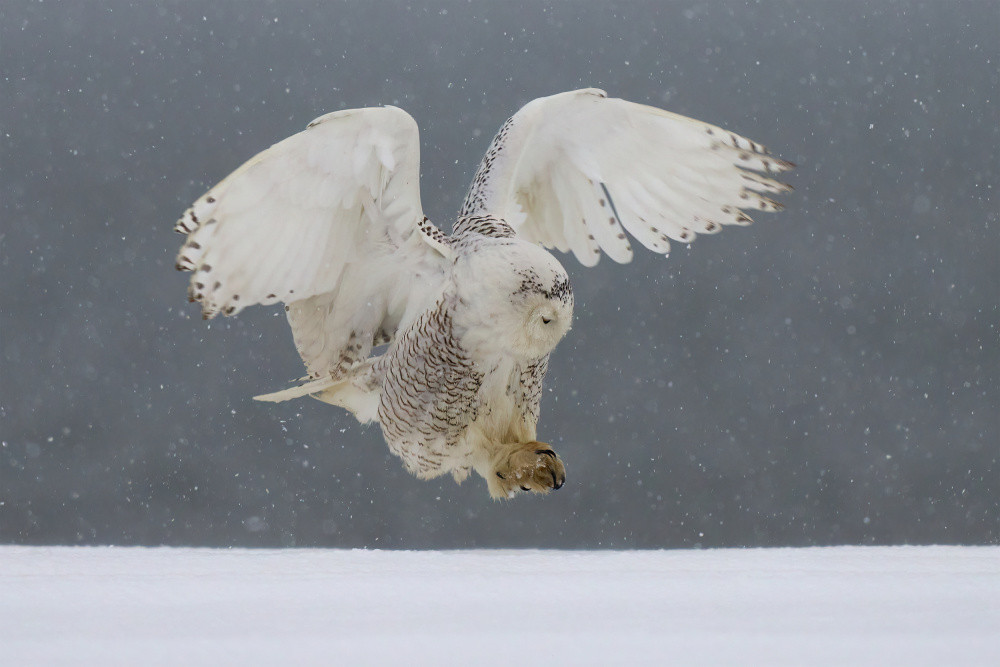 Snowy owl landing from Johnny Chen