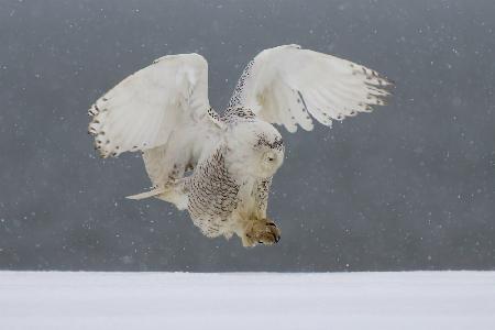 Snowy owl landing