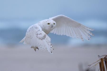 Male Snowy Owls in flight