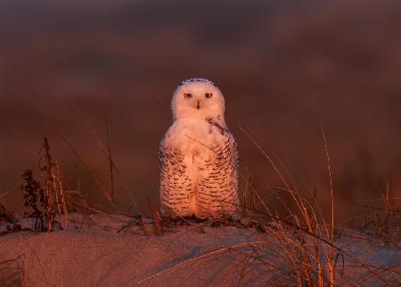 Snowy owl at sunset