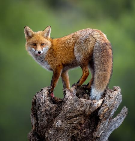 A beautiful red fox poses in the early morning golden light.