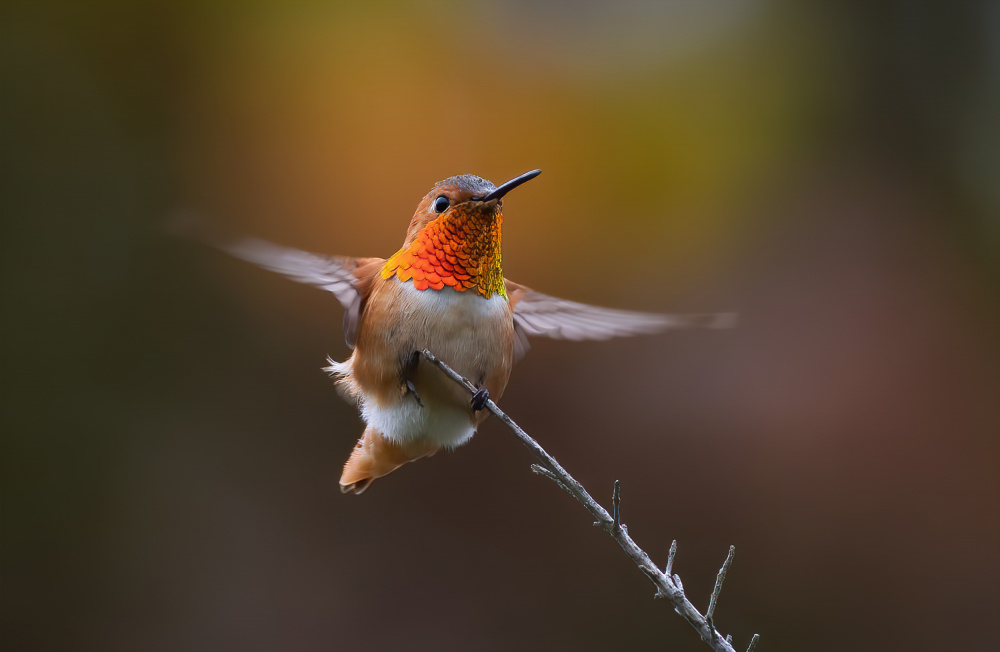 Hummingbird from Johnson Huang