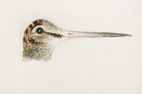 Woodcock, from The Farnley Book of Birds, c.1816 (pencil and w/c on paper) from William Turner