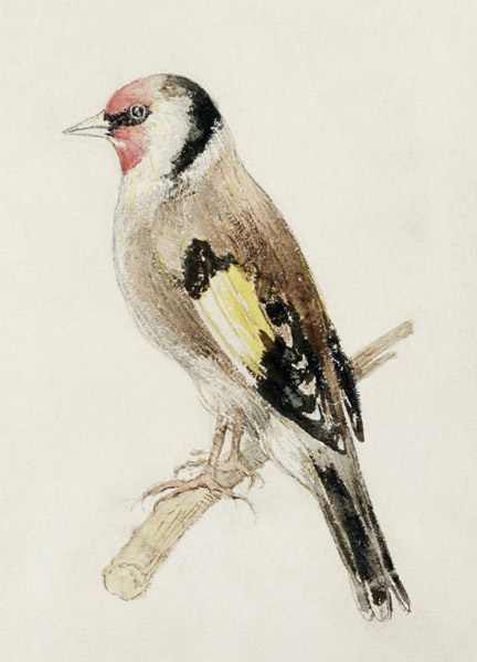 Goldfinch, from The Farnley Book of Birds, c.1816 (pencil and w/c on paper) from William Turner