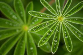 Pearly Lupine