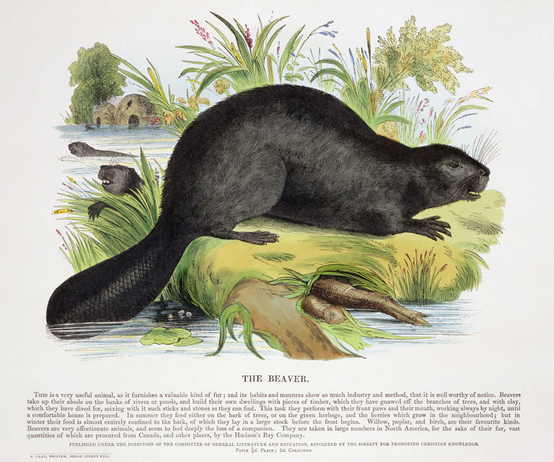 The Beaver, educational illustration pub. by the Society for Promoting Christian Knowledge, 1843 (aq from Josiah Wood Whymper