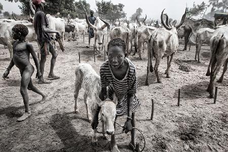 A scene of life in a mundari cattle camp - South Sudan