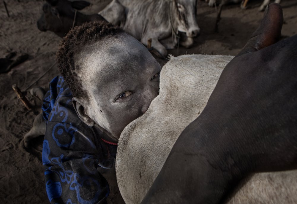 Mundari child stimulating sexually a cow to increase milk - South Sudan from Joxe Inazio Kuesta Garmendia