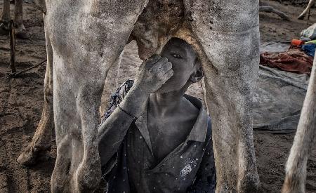 Mundari child drinking directly from the cow ´s udder.