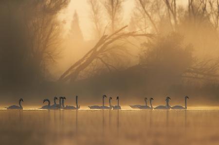Swans community
