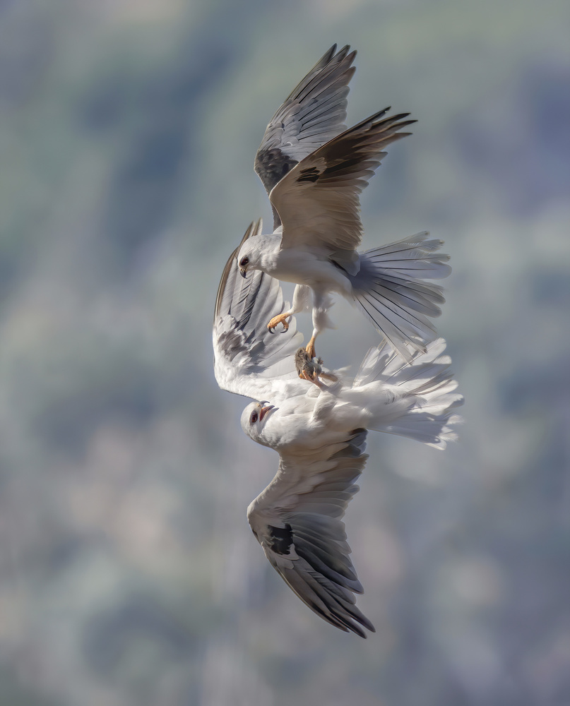White-tailed kites transfer a catch from Judy Tseng