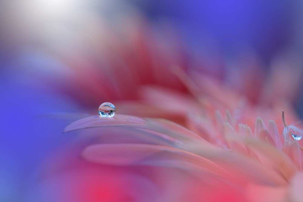 Colorful Explosion... from Juliana Nan