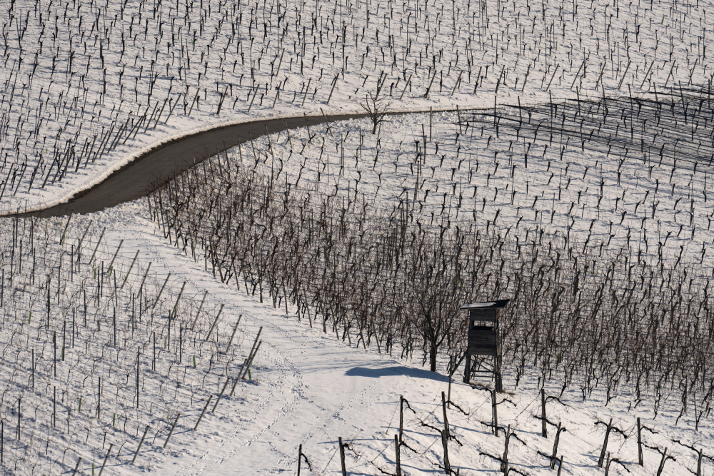 Winter vineyards from Jure Kravanja