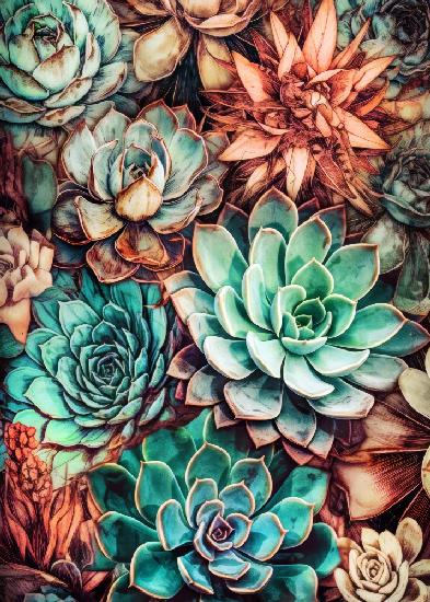Succulents and cactus 3