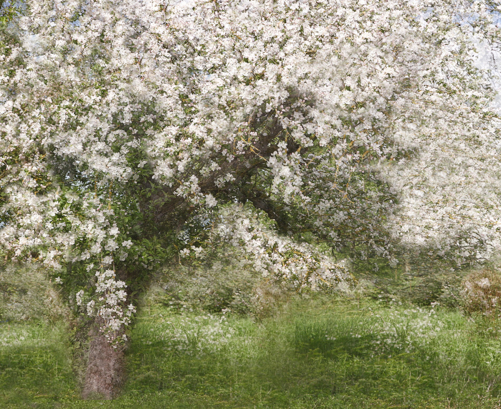 Apple Tree from Jutta Kerber