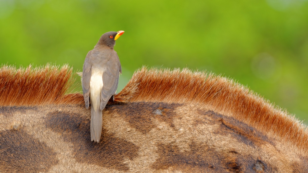 Yellow-billed Oxpecker from Kahi