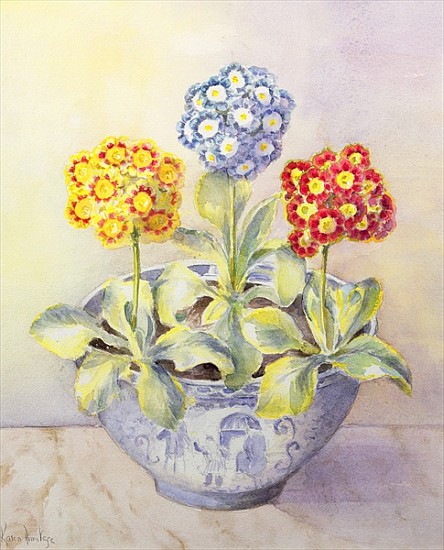 Auricula in a Chinese Pot  from Karen  Armitage