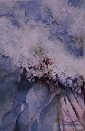 Lilac, Maud Norcut 