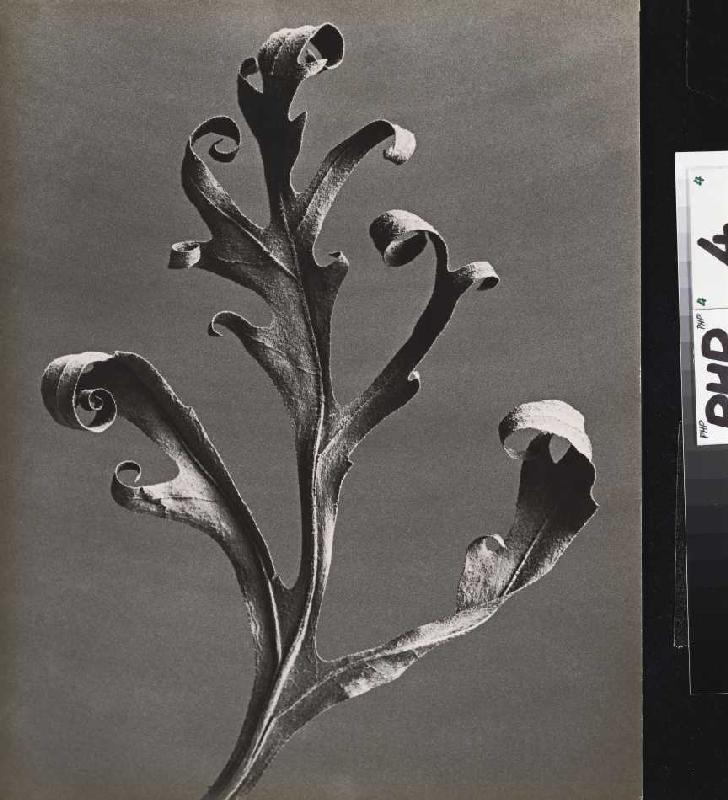 Silphium laciniatum, Kompasspflanze from Karl Blossfeldt