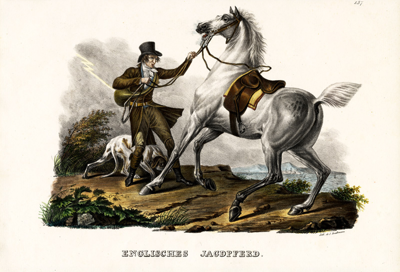 English Hunter Horse from Karl Joseph Brodtmann