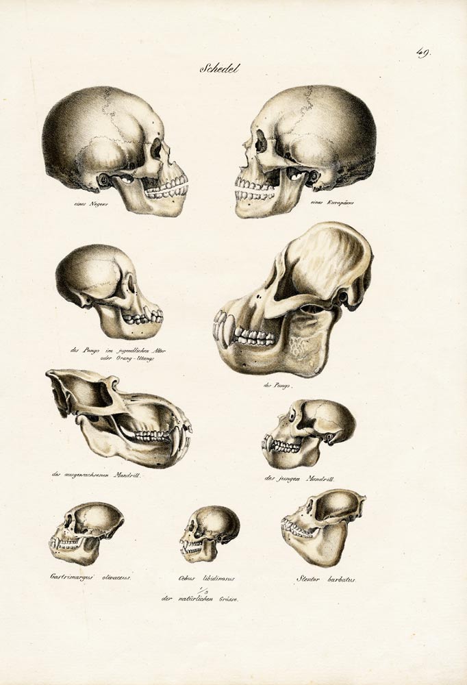Human Skulls from Karl Joseph Brodtmann