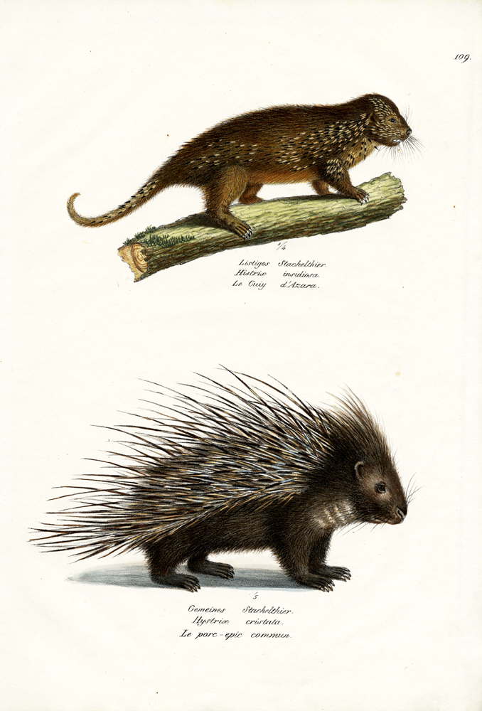 Porcupines from Karl Joseph Brodtmann