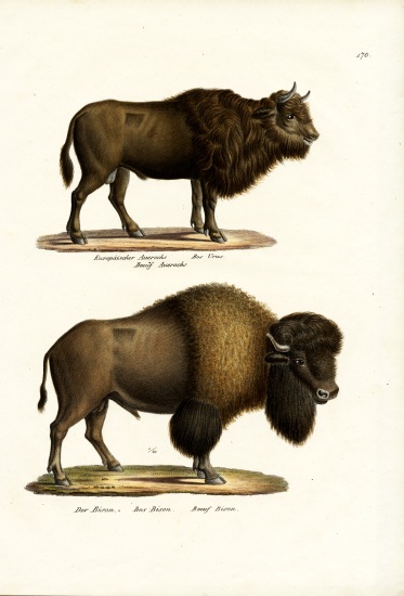 Aurochs from Karl Joseph Brodtmann