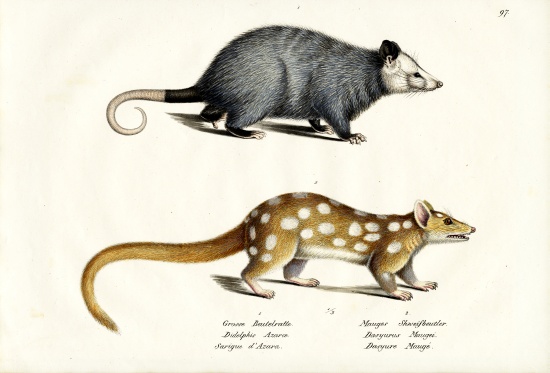 Azara?S Opossum from Karl Joseph Brodtmann