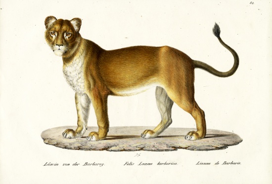 Barbary Lioness from Karl Joseph Brodtmann