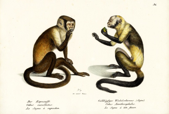 Capuchin Monkey from Karl Joseph Brodtmann