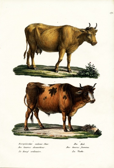 Cattle from Karl Joseph Brodtmann