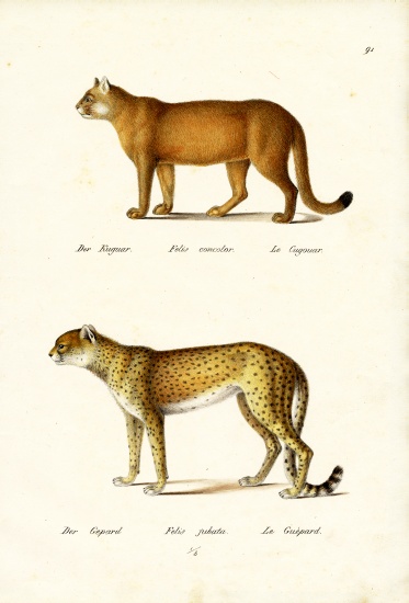Cougar from Karl Joseph Brodtmann