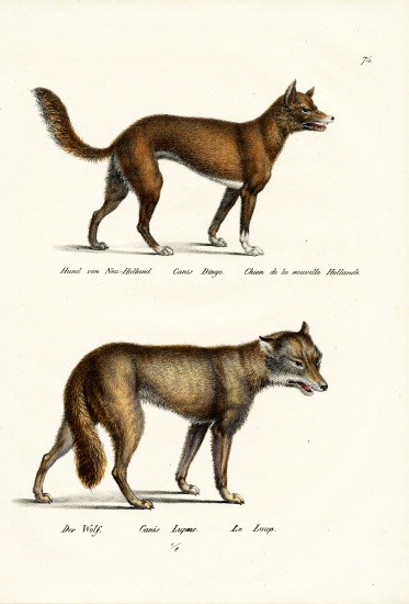 Dingo from Karl Joseph Brodtmann