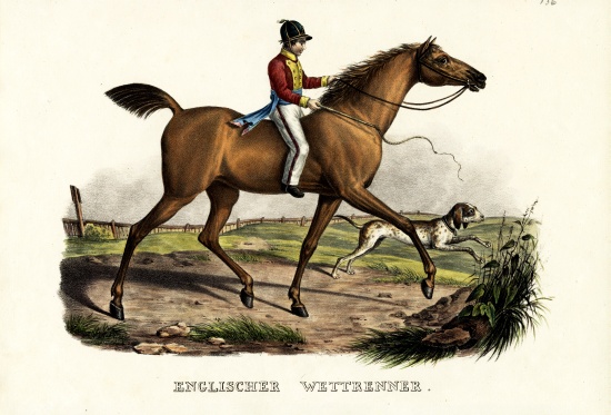 English Racer Horse from Karl Joseph Brodtmann