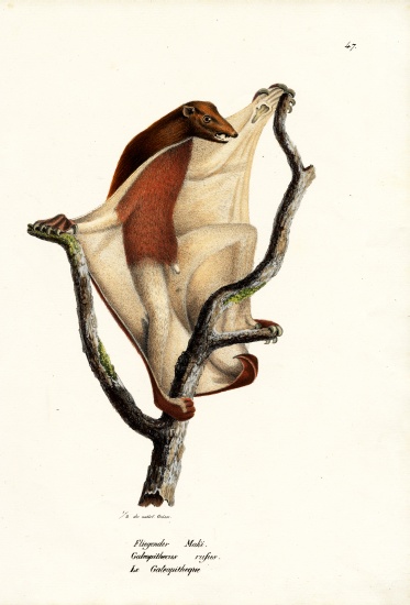 Flying Lemur from Karl Joseph Brodtmann