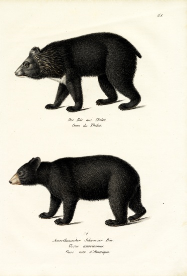 Himalayan Black Bear from Karl Joseph Brodtmann