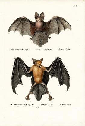 Hollow-Faced Bat