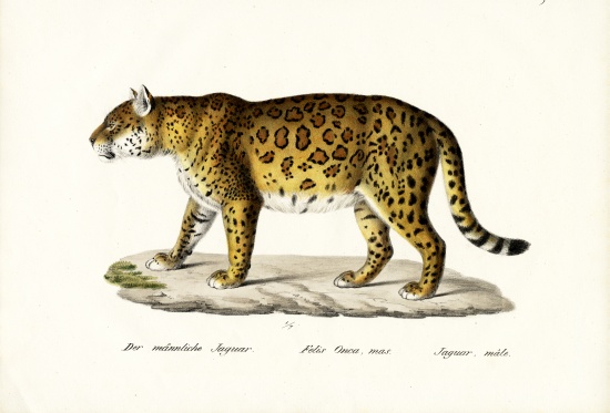 Jaguar from Karl Joseph Brodtmann