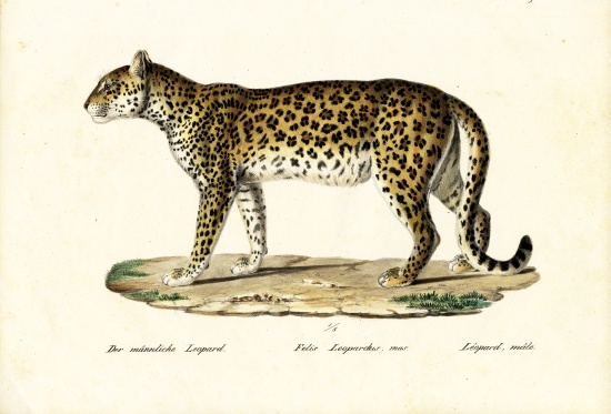 Leopard from Karl Joseph Brodtmann