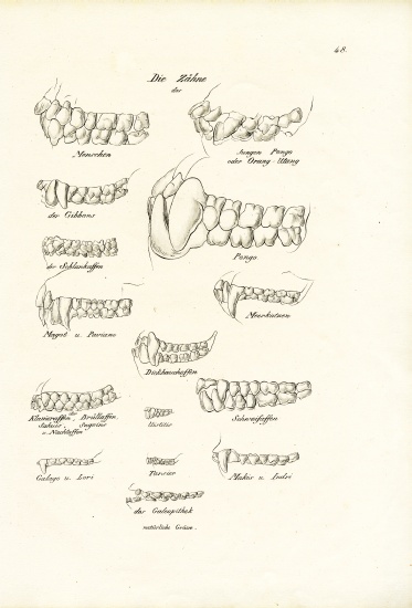 Monkey Teeth from Karl Joseph Brodtmann