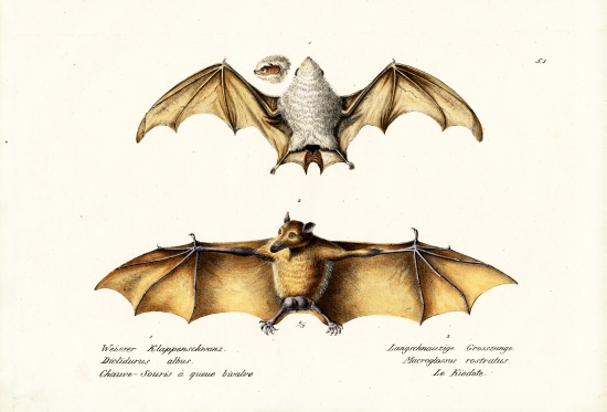 Northern Ghost Bat from Karl Joseph Brodtmann