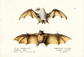 Northern Ghost Bat