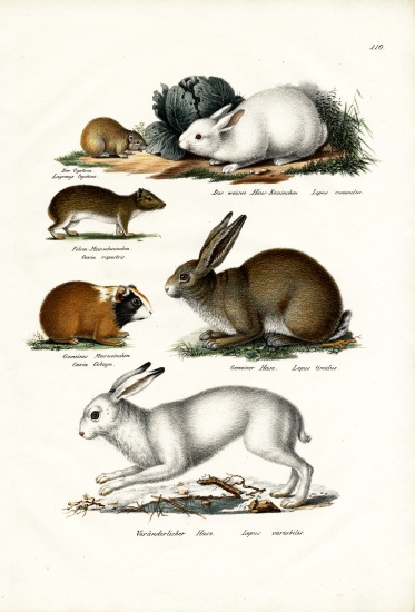 Ogotona Hare from Karl Joseph Brodtmann